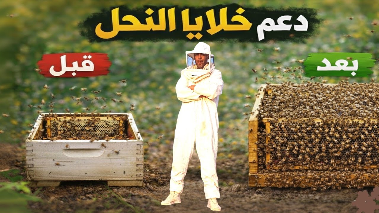 7 طرق فعّالة لتقوية خلايا النحل الضعيفة 🐝