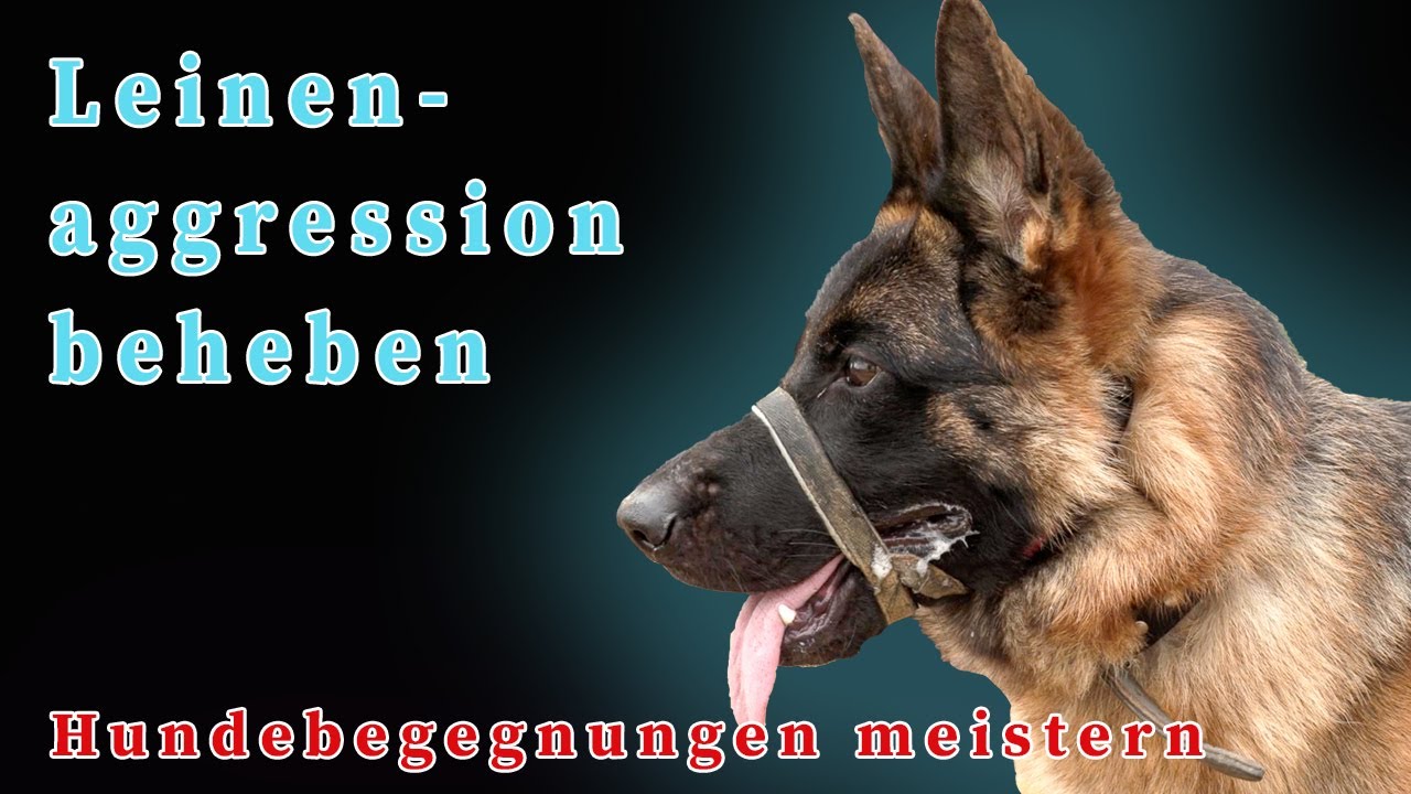 Leinenaggression beim Hund - Wie du Hundebegegnungen meisterst