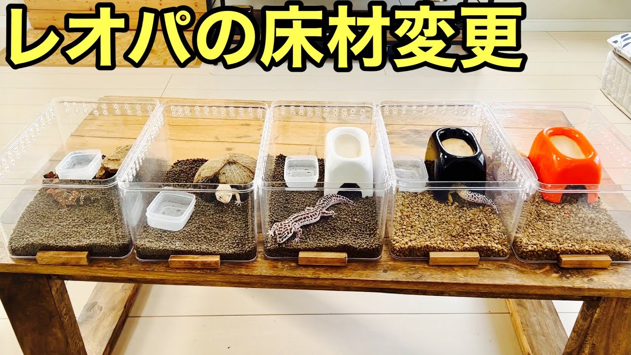 レオパ達の床材を変えるよー【爬虫類】