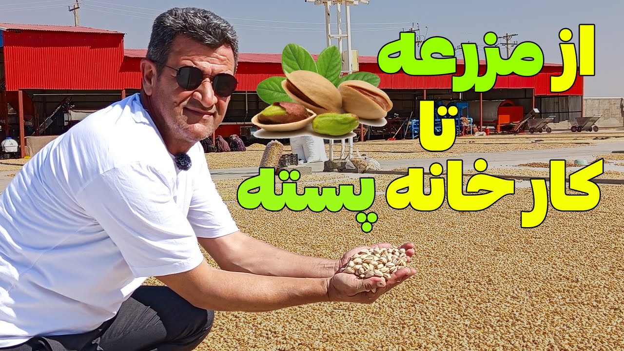 پسته چطور آماده عرضه به بازار میشه ؟!
