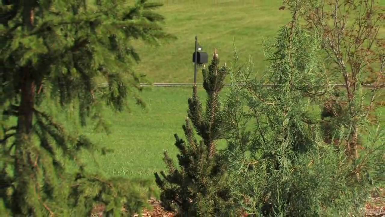 Pinus Thunbergii 'Kotobuki' HD