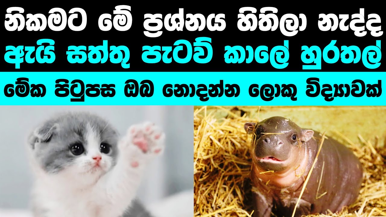 හුරතල්බවේ පරිනාමය | Evolution of cuteness 