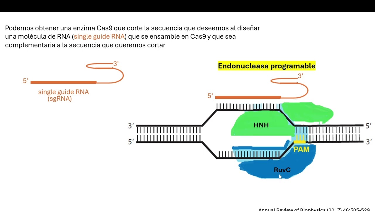 CRISPR/Cas9 - Parte 2
