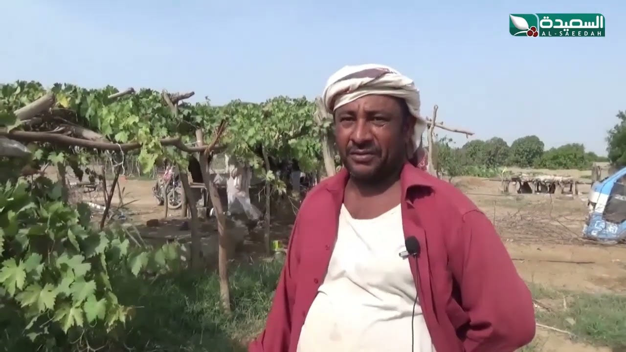 شاهد.. مزارع ينجح بزراعة العنب العصامي في دلتا أبين رغم حرارة الطقس في المنطقة
