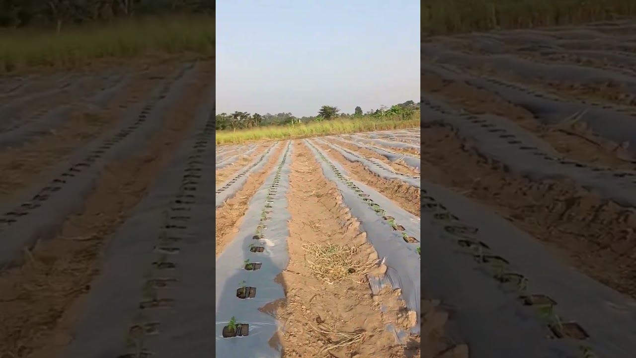 This is what 1 Acre looks like ....👍 #millionairemindset #youthinagriculture #viralvideo #farming