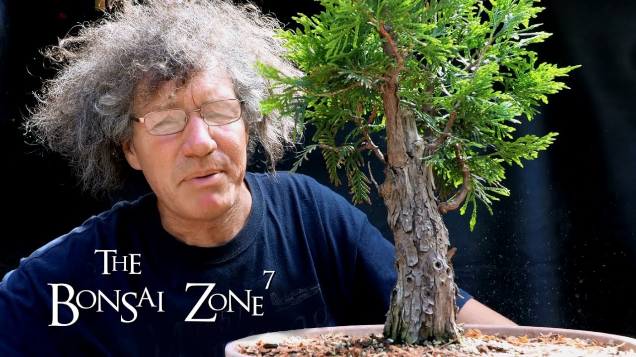 Pruning my Large Cedar and my Austrian Pine Bonsai, The Bonsai Zone, June 2020