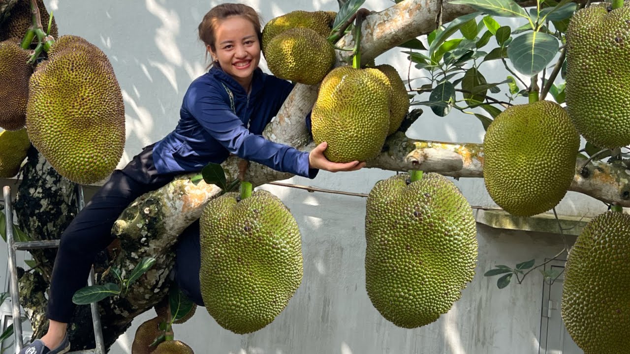 Harvest jackfruit orchards & white strawberries to go to the market to sell