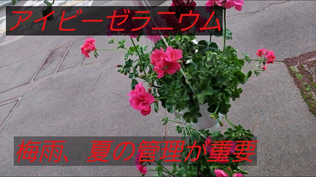 アイビーゼラニウムの解説動画　梅雨と夏の管理がめちゃくちゃ重要です。切り戻して形を整えて秋の開花を促しましょう！
