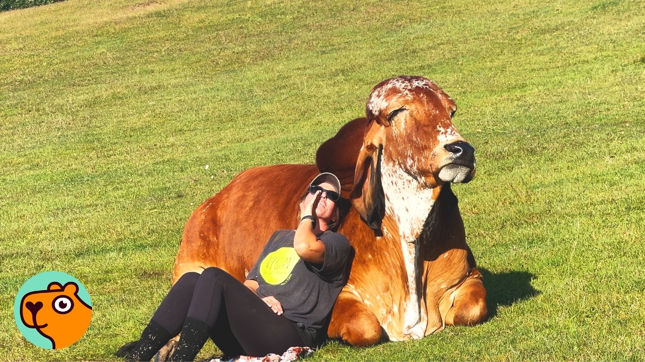 Huge Cow Was Heartbroken Until Lady Became His New Family | Cuddle Buddies
