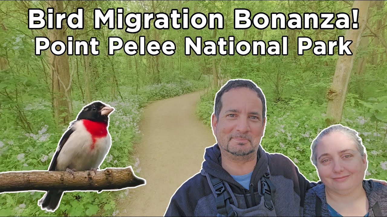 Bird Migration Bonanza at Point Pelee National Park with Warblers, Vireos, Flycatchers and more
