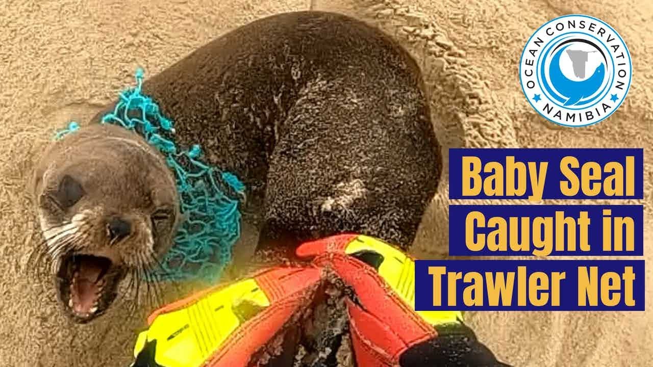 Baby Seal freed from Trawler Net