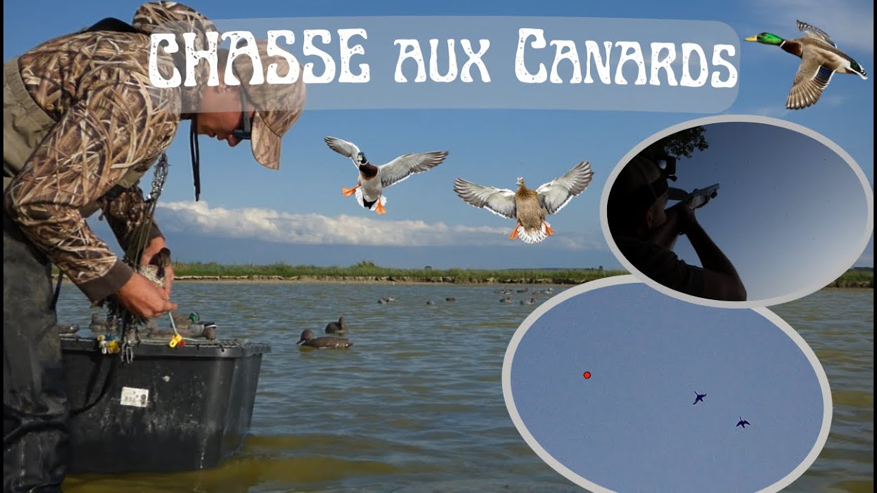 Ouverture CHASSE Canards (passée du soir et nuits de hutte en baie de somme)