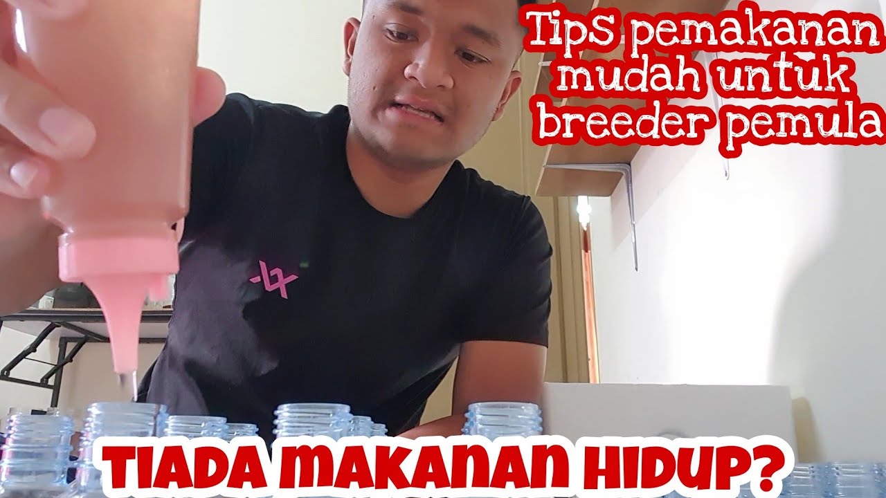IKAN LAMBAT MEMBESAR SEBAB TIADA MAKANAN HIDUP? INI CARA TERBAIK UNTUK BREEDER KECIL KECILAN.