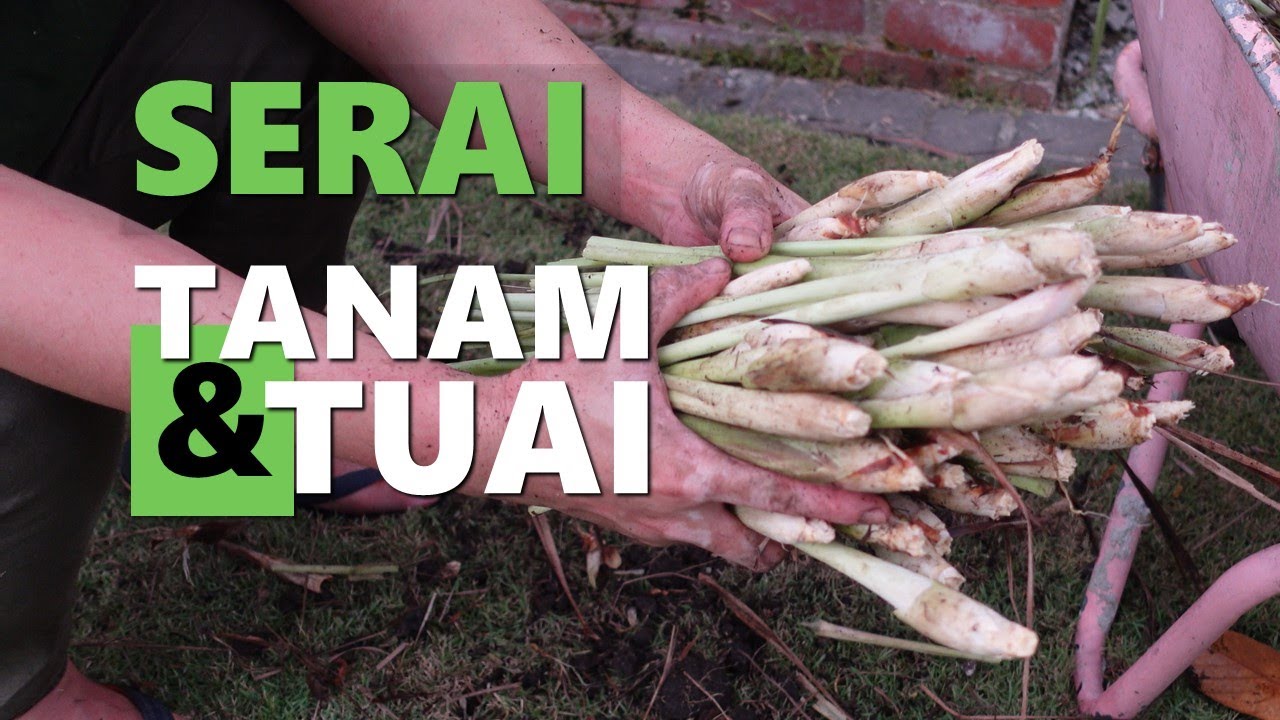 Cara Tanam Serai dari Mula Tanam Hingga Tuai 🙏🌿🤠