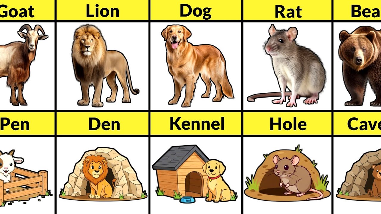 Comparison: Animals and Their Homes