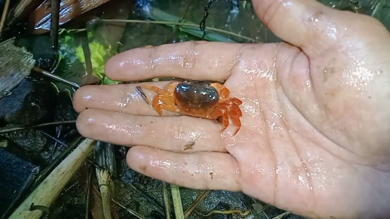 habitat kepiting yang sedang viral (habitat terrathelphusa kuhli) #kepitinghias #hewanpeliharaan