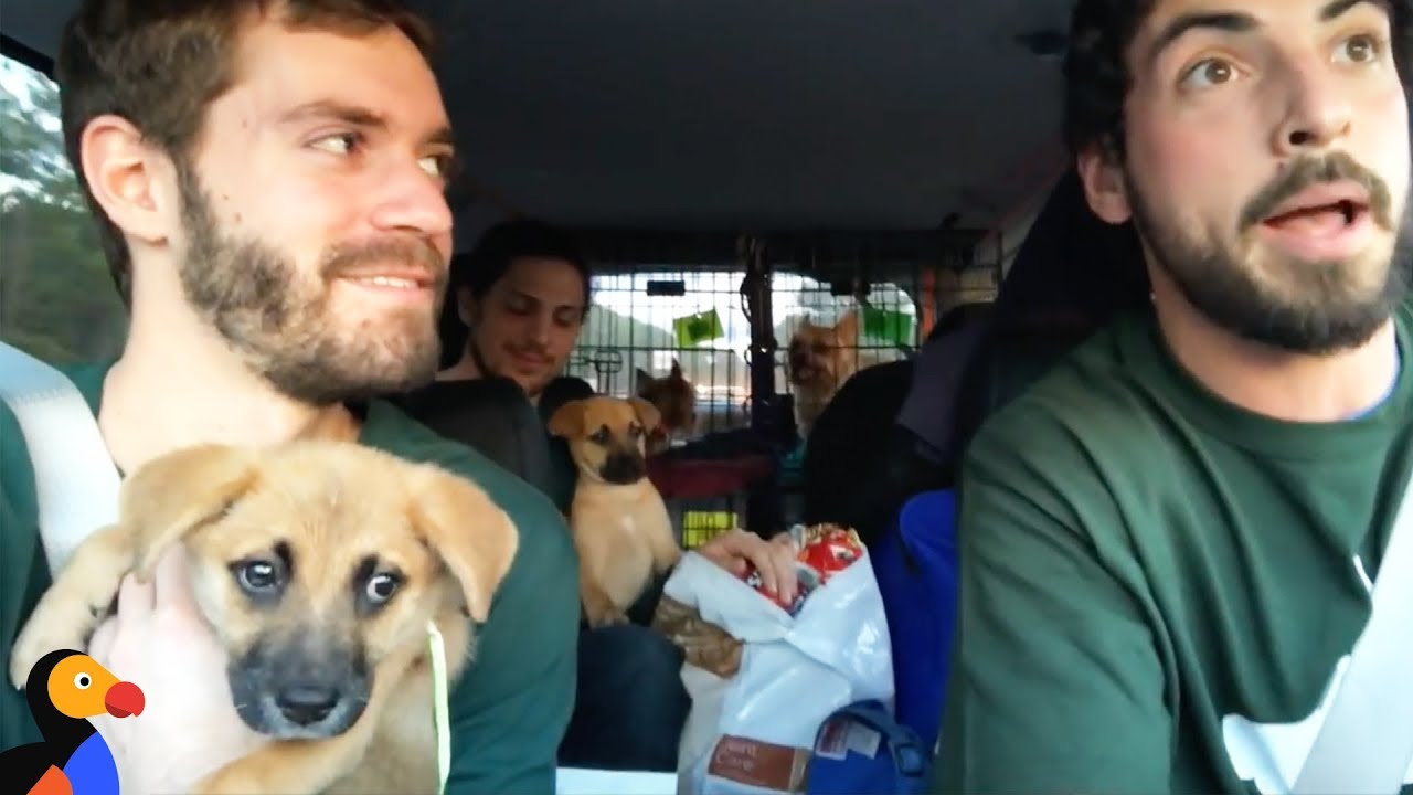 Rescue Dogs Go on EPIC Road Trip to Find Forever Homes | The Dodo