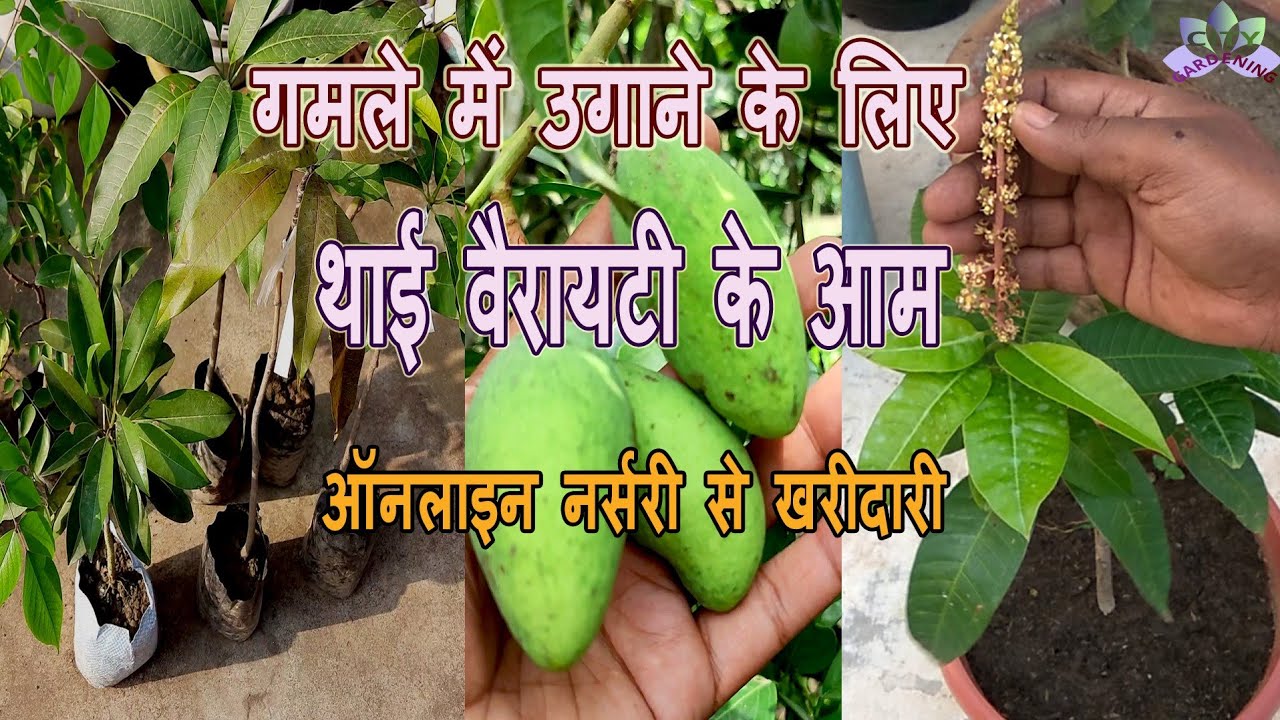 Purchase of exotic fruit plants (Thai mango and others) ||थाई आम के ग्राफ्टेड पौधे। Online nursery.