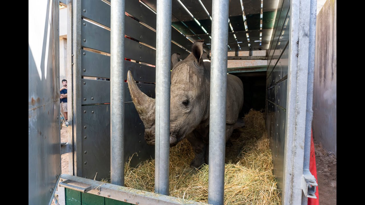 BIOPARC Valencia recibe una hembra de rinoceronte dentro del proyecto internacional de conservación