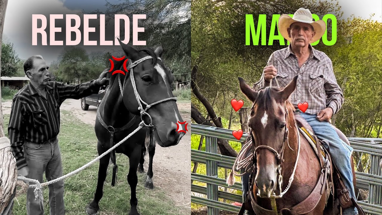 Cómo AMANSAR (educar) correctamente a tu caballo.