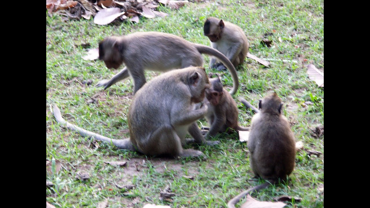 Cambodia - Long-tailed macaques in front of the Bayon Temple