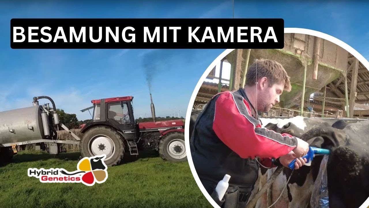 Kühe melken auf Pachtbetrieb mit Weidehaltung und Kreuzungszucht. #landwirtschaft #rinderzucht