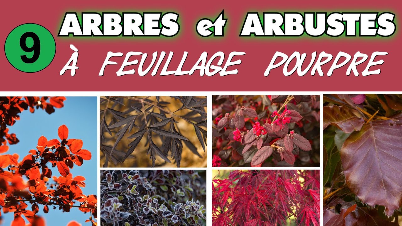 Arbres et arbustes à feuillage pourpre pour grands et petits jardins