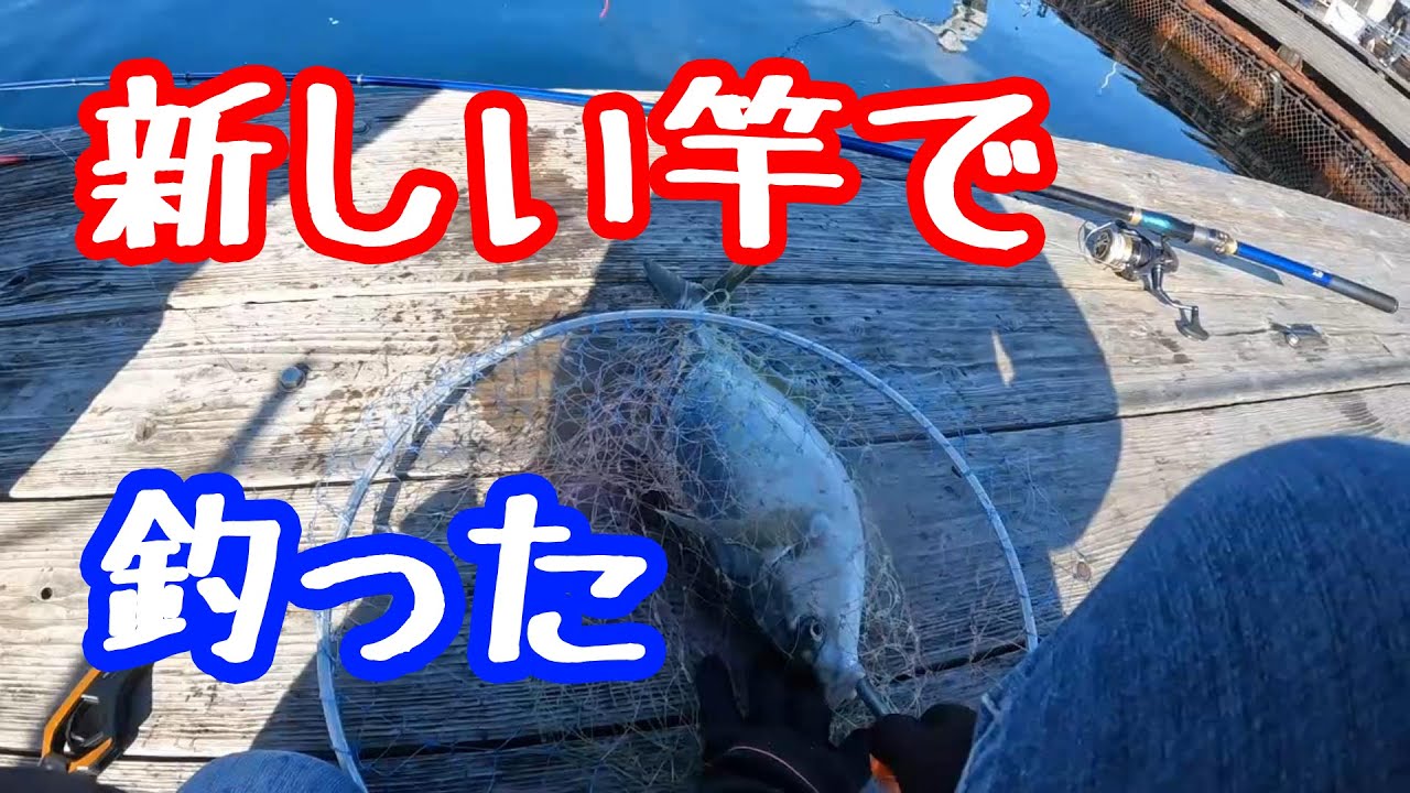 【海上釣堀】新しい竿で釣った青物とシマアジ【みうら海王】
