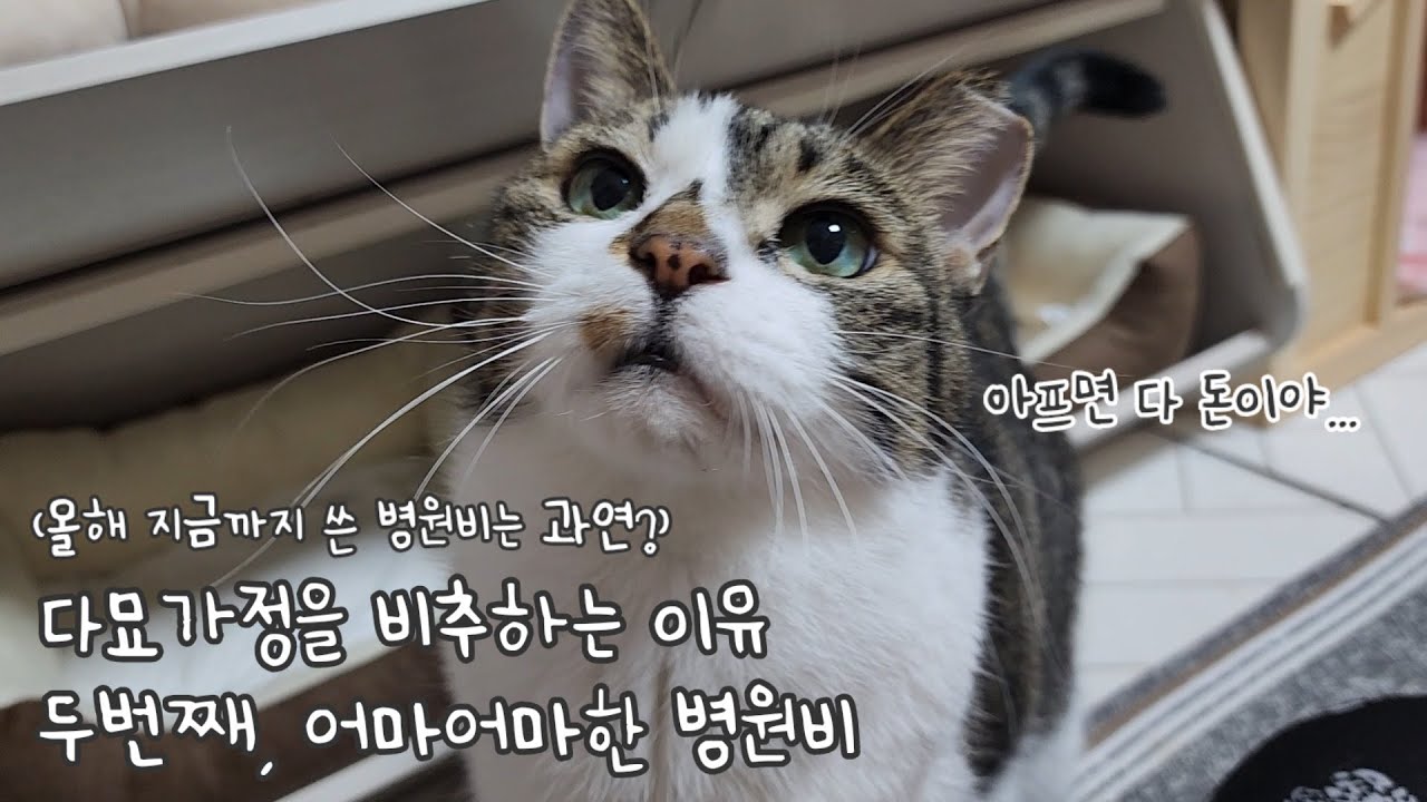 다묘가정을 비추하는 이유 두번째, 어마어마한 병원비