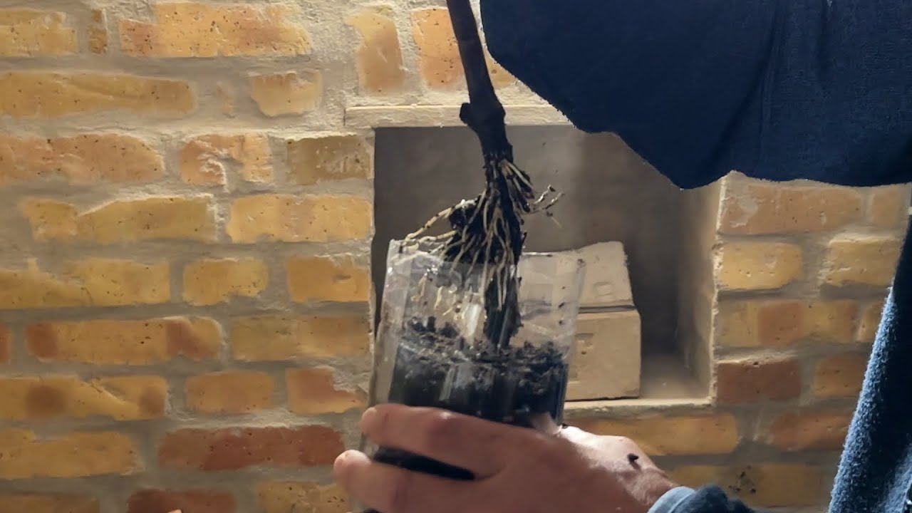 Gyökereztetett szőlők konténerezése 2023.03.23-án