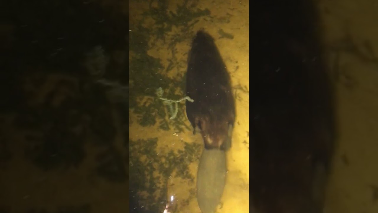 Bowfishing and came across a beaver 