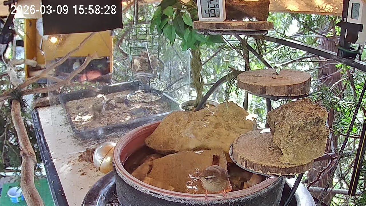 Früher Nachmittag am Vogel-Spa, Zaunkönig zeigt sich (09.03.2026)