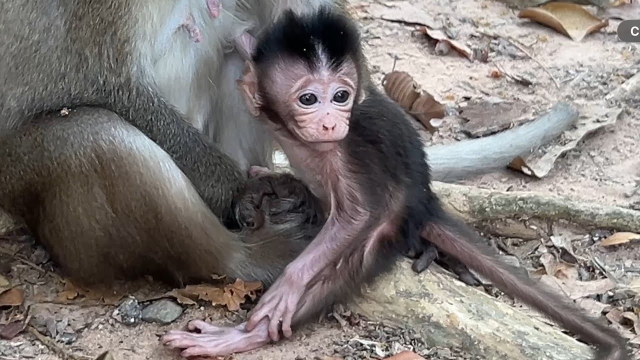 Adorable tiny baby Amina tries to drink milk during mom Anna full eating 