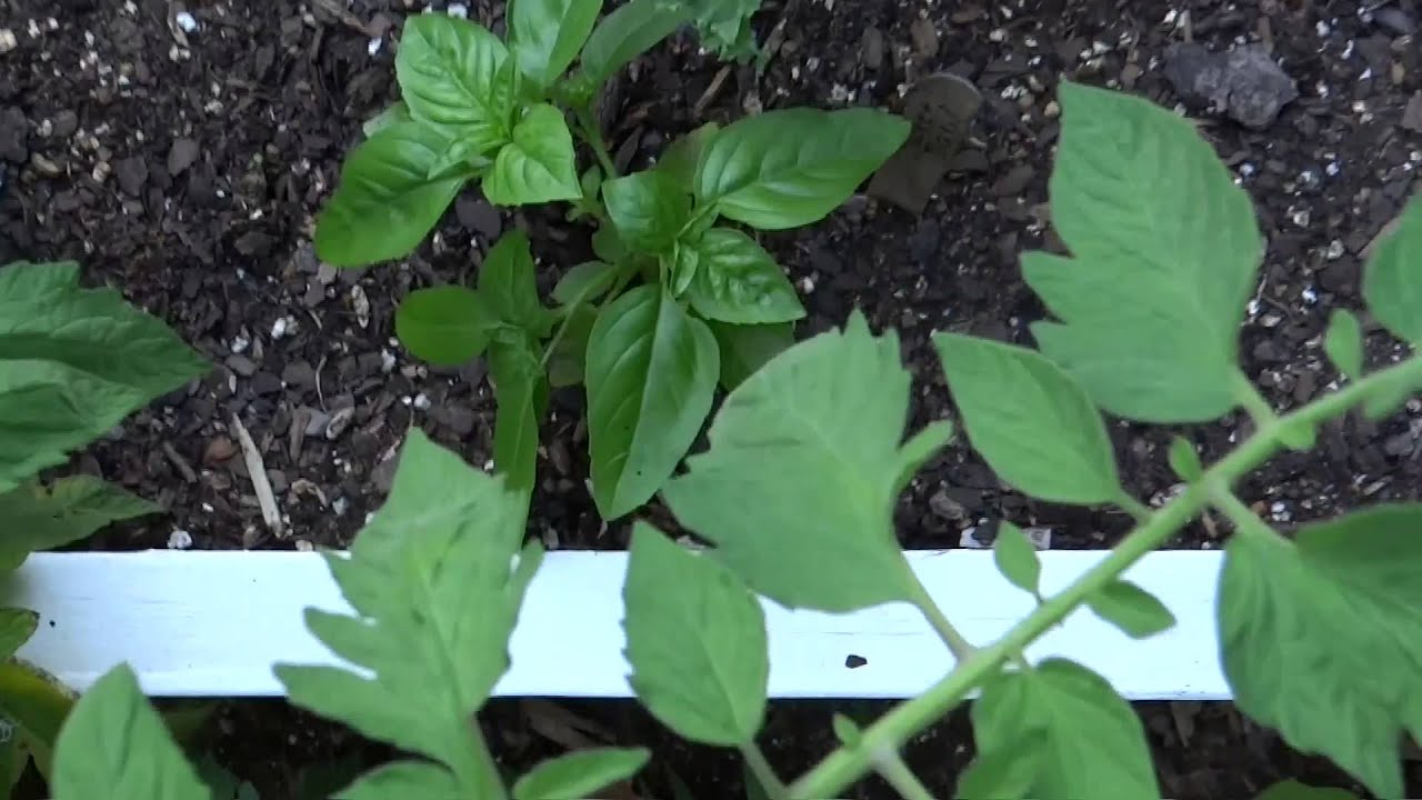 Grow a Basil Bush! Get Your Basil Growing - for Beginning Gardeners, Growing Herbs