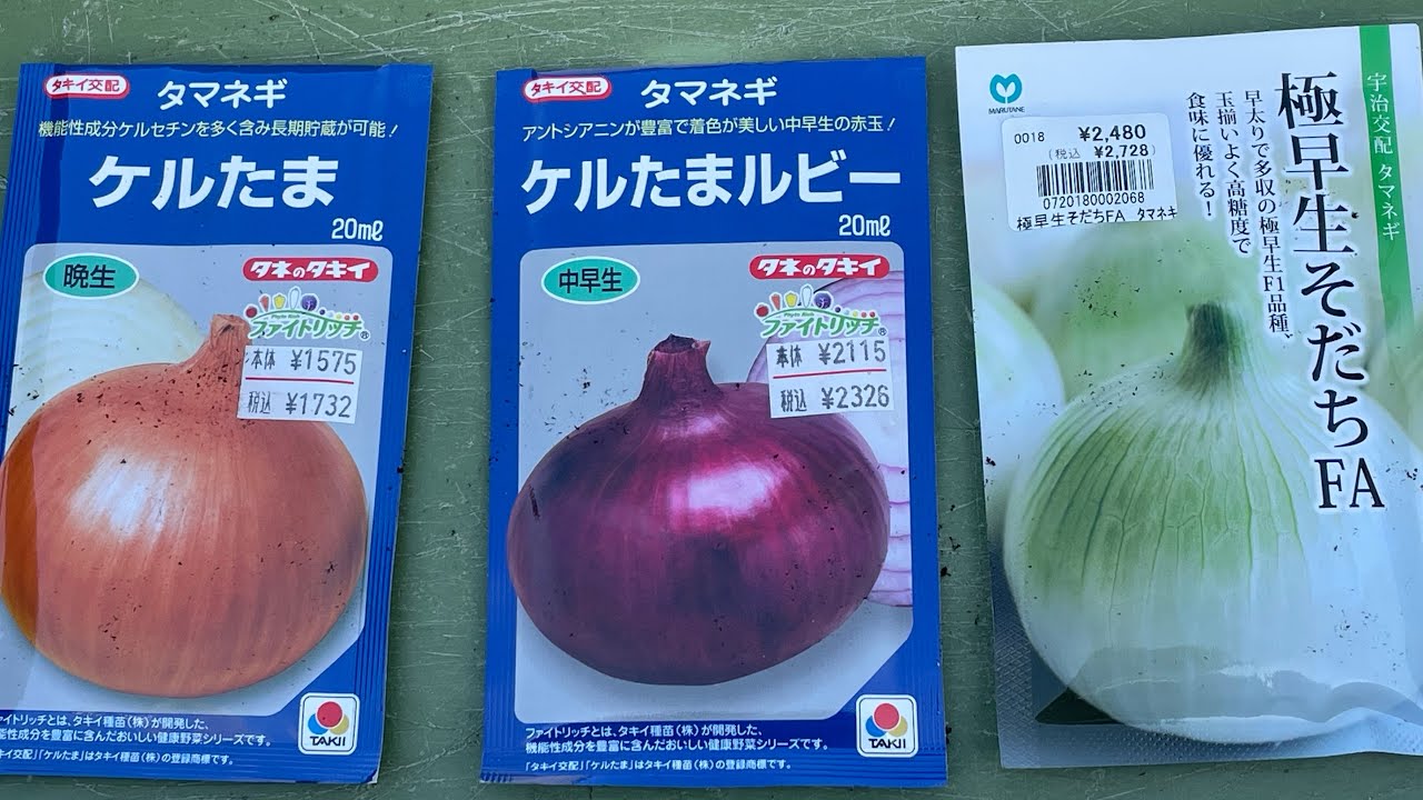 タマネギ🧅三種類播種（はしゅ）