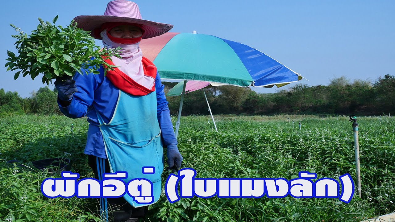ผักอีตู่(ใบแมงลัก)