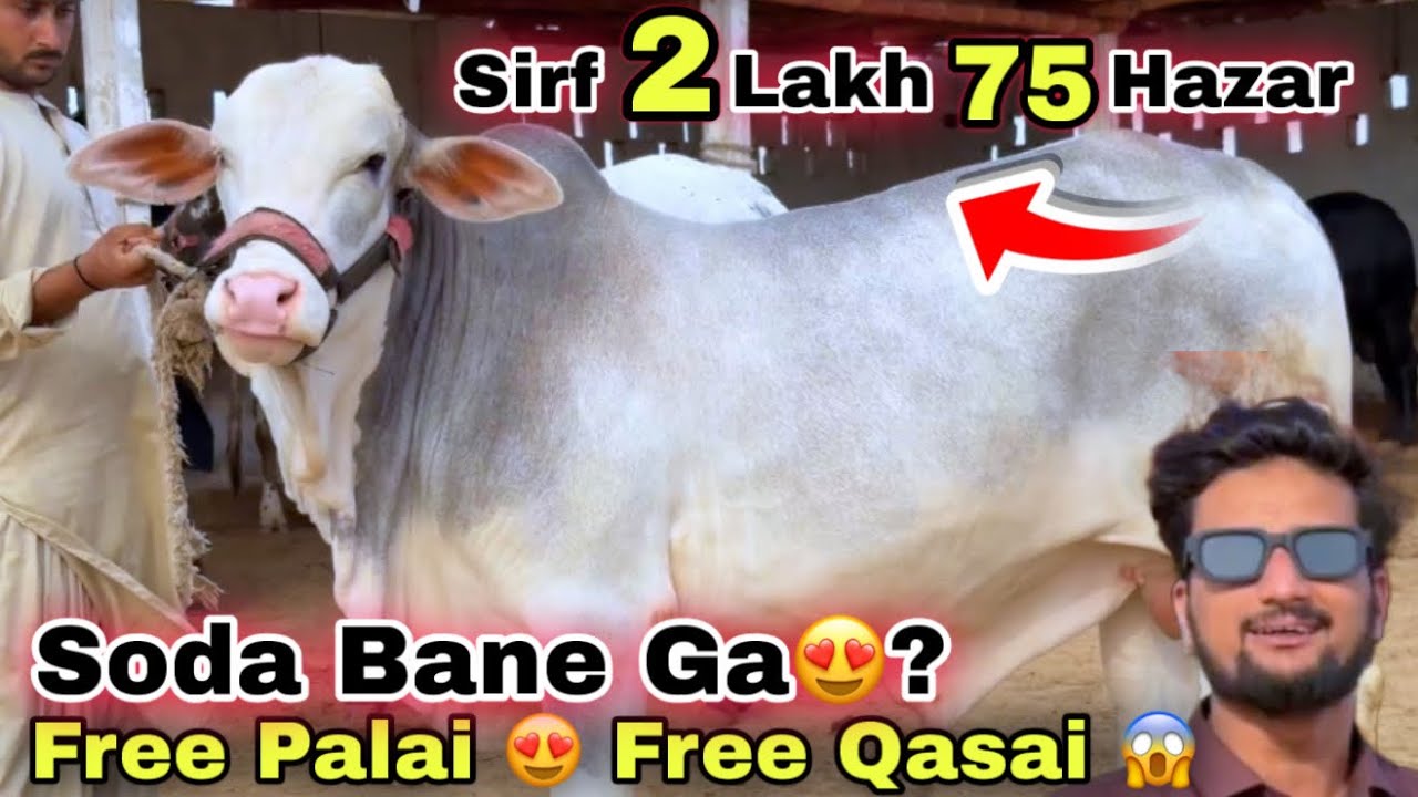Karachi Ki Sasti Cow Mandi 2026 | Ashir  Bhai Qurbani Ka Sasta Janwer  Le Aya 😍 | Cow Mandi 