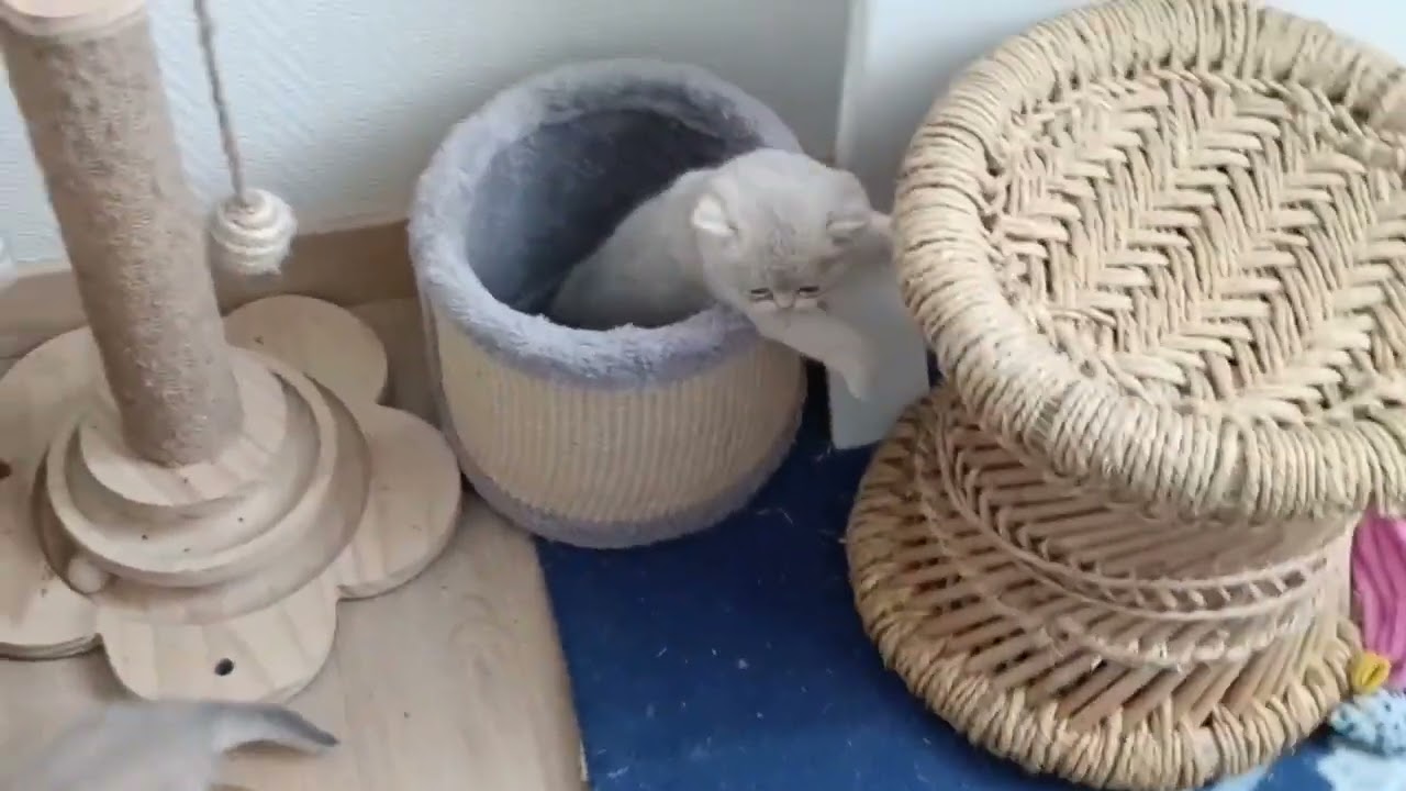 Two British kittens in ONE tiny tube?! 😱🐱 You won't believe what happened at the end!