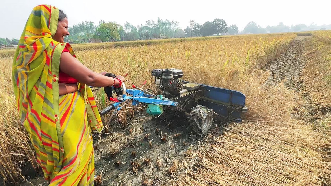 रिपर मशीन से धान की कटाई | Farming Vlog | हमारे खेत की फसल कटाई