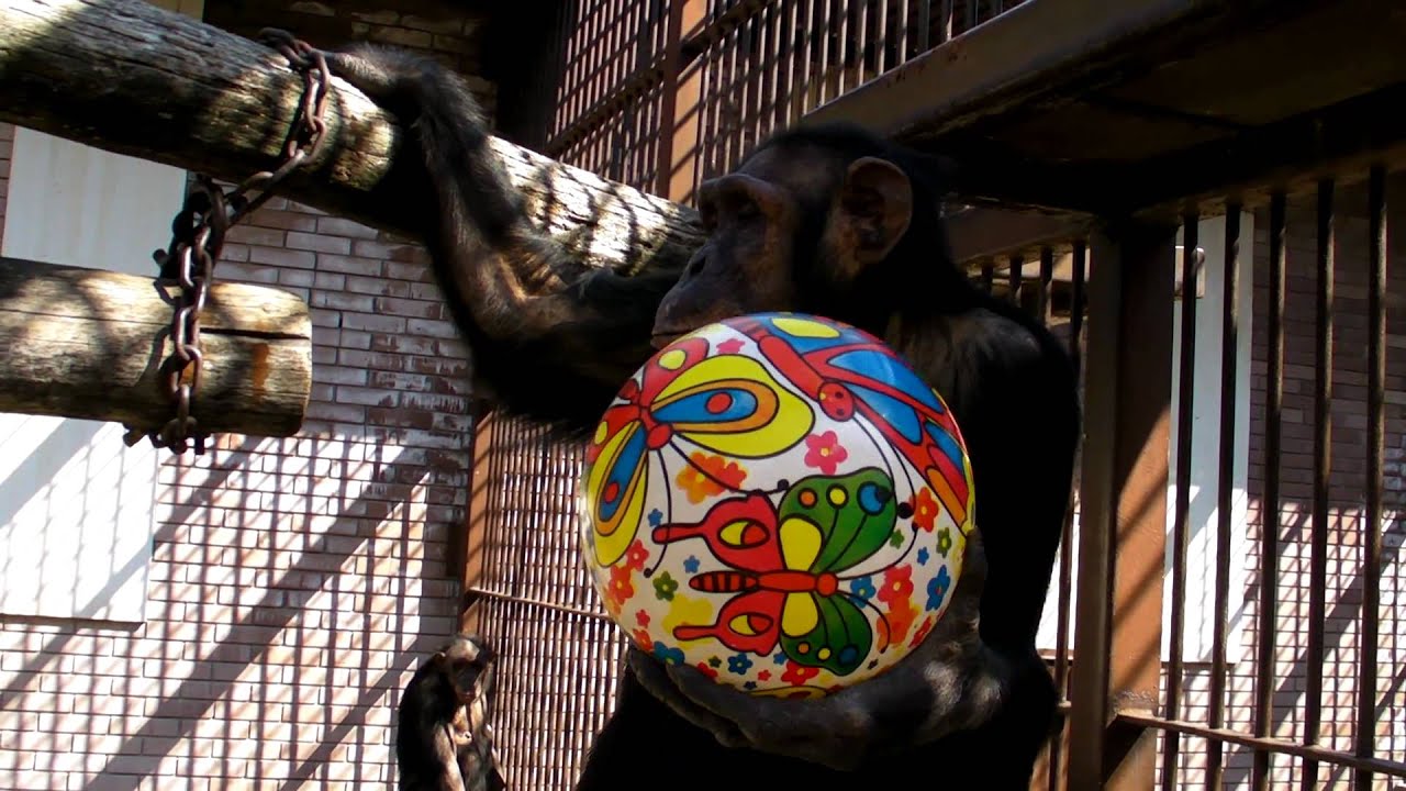 Majmuni - ZR - Beo Zoo Vrt