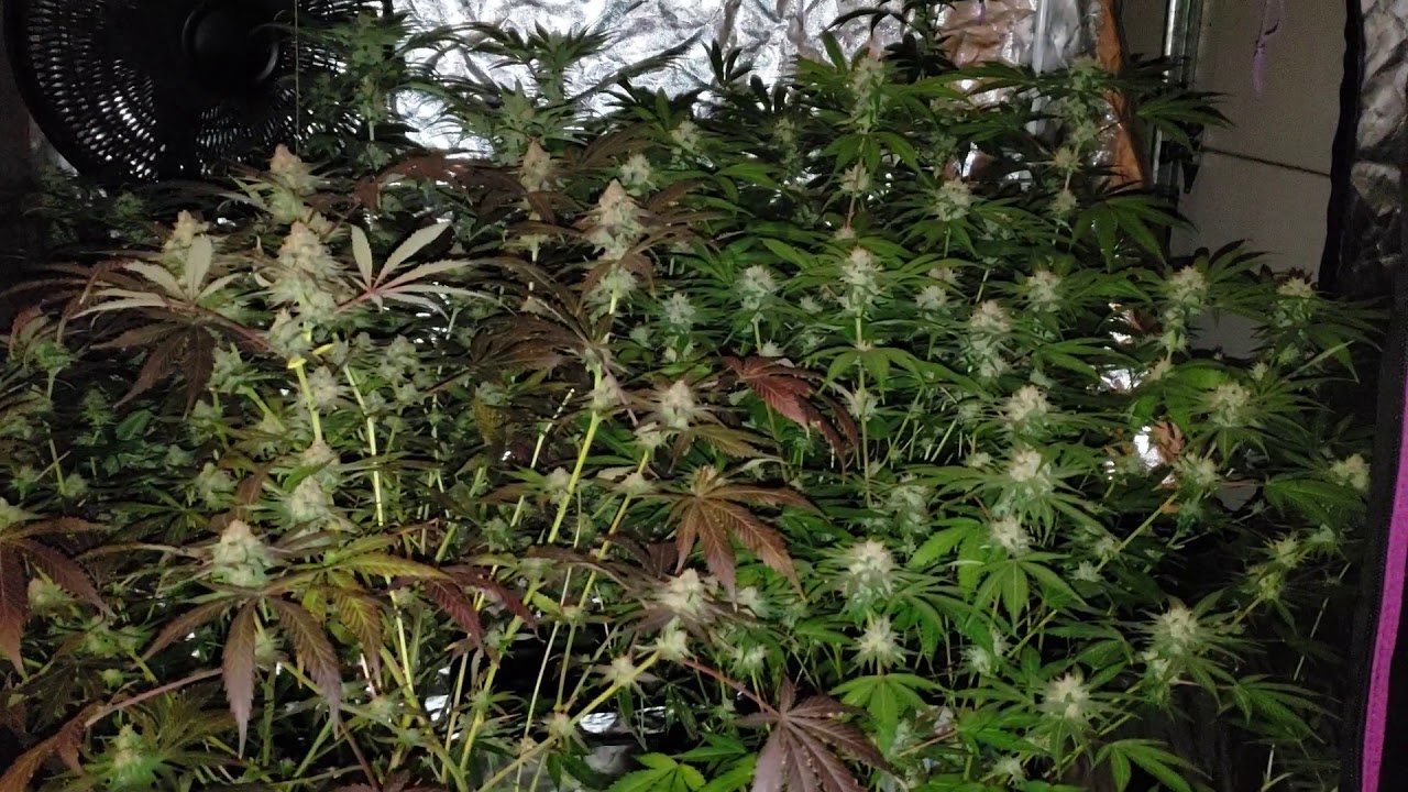 Beginning week 6 flower