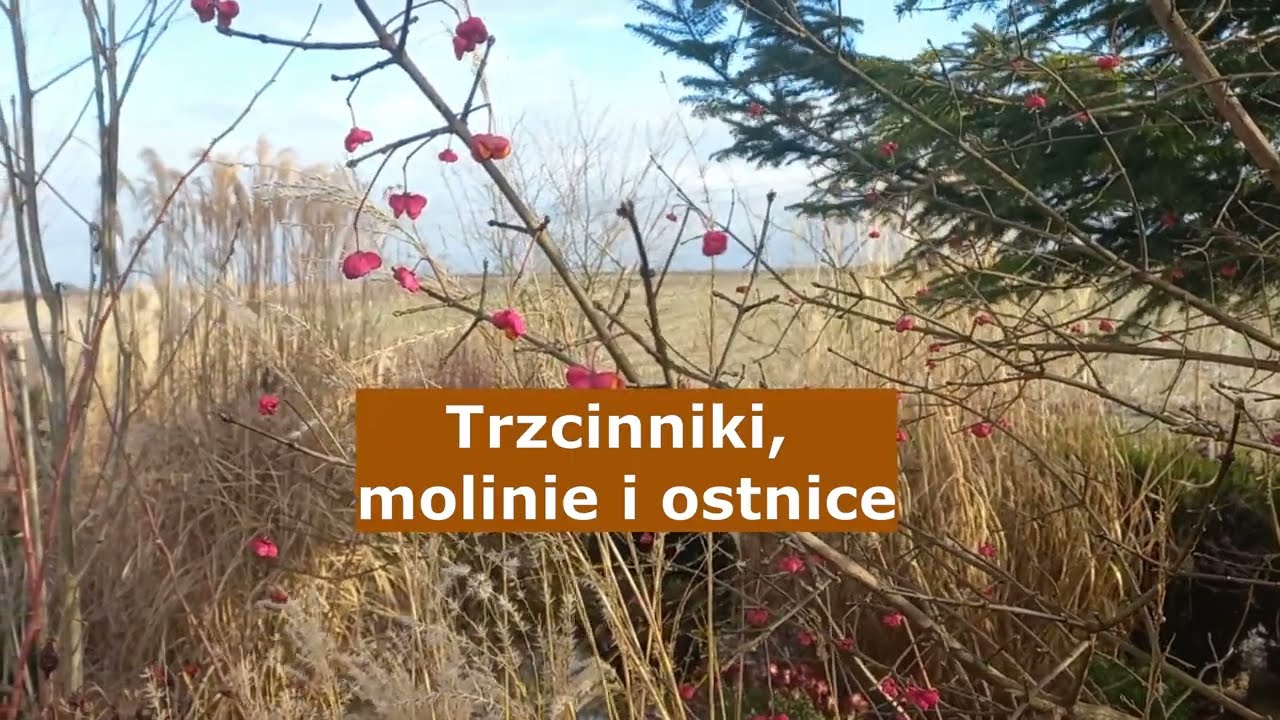 Trzcinniki, molinie i ostnice