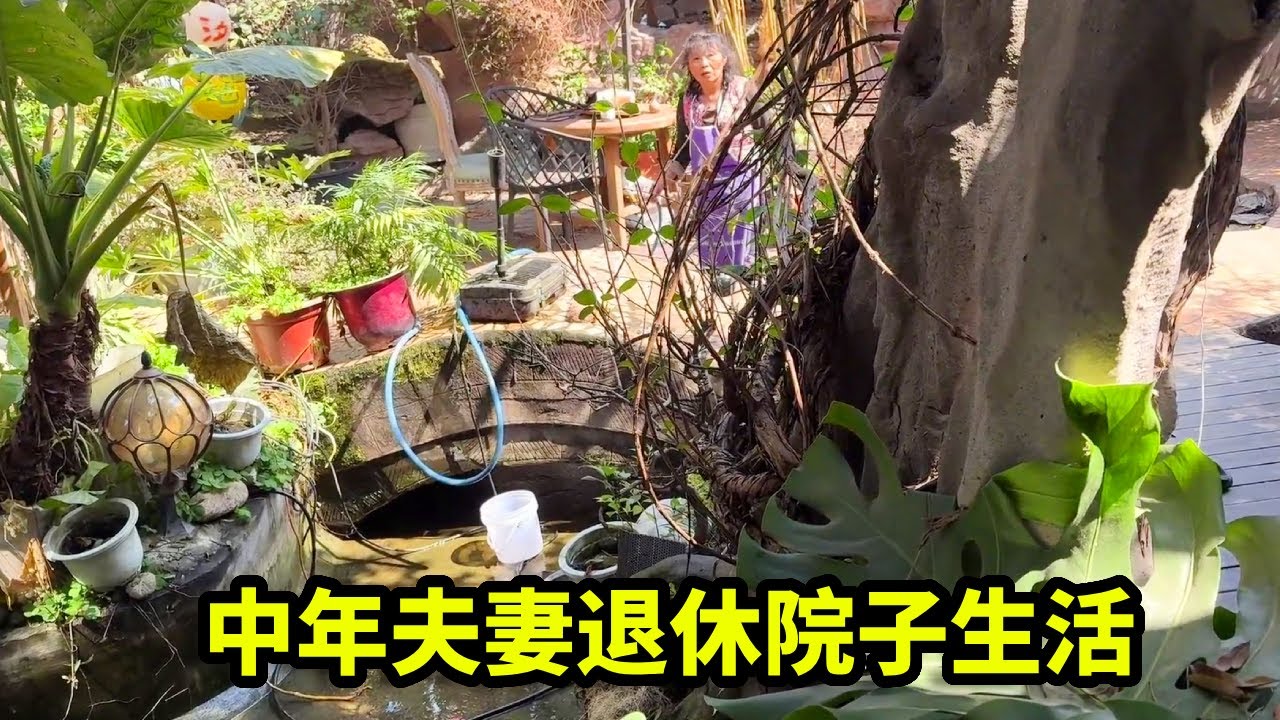中年夫妻退休院子生活，悠闲的时光，养宠物也要付出很多呢？【狮三姐】
