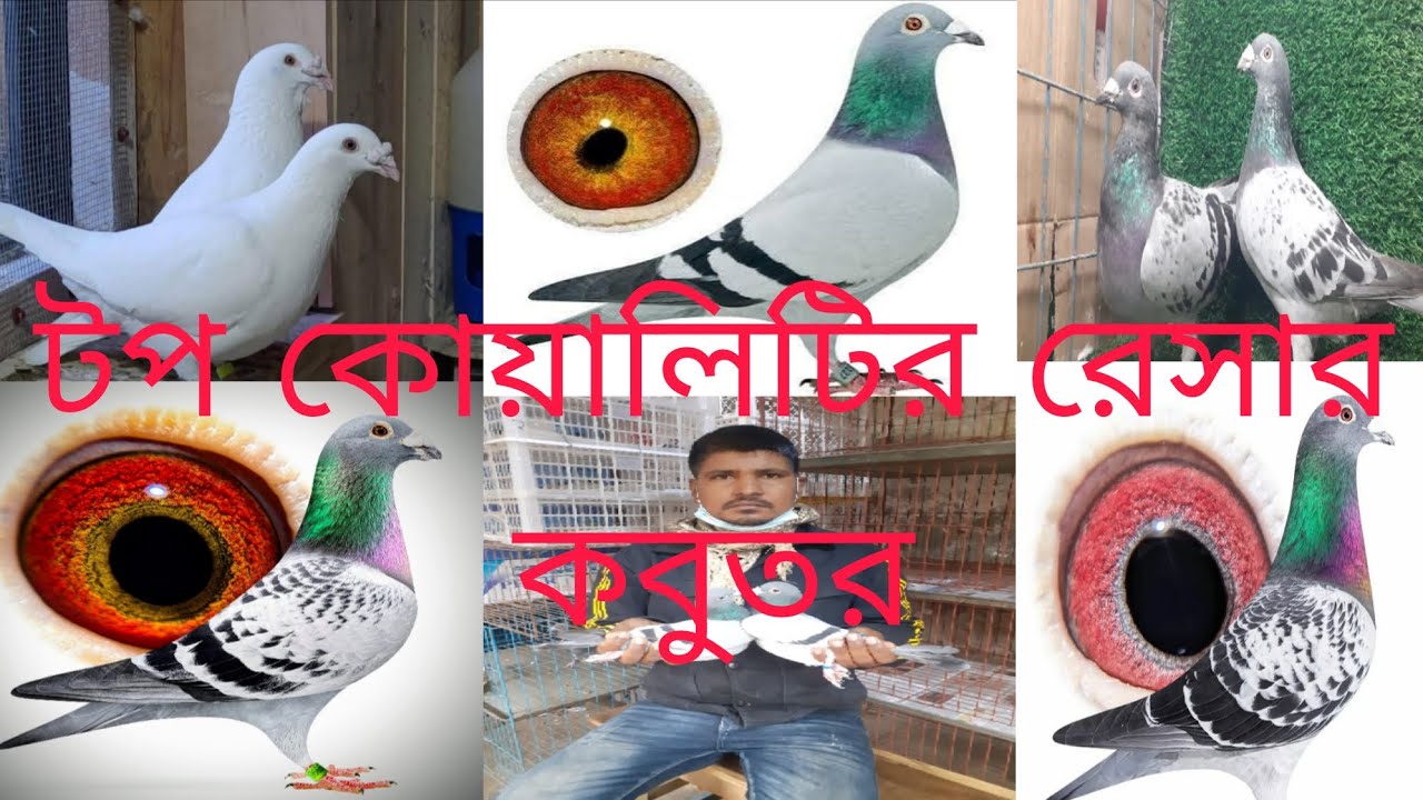 পানির দামে রেসার কবুতর কিনুন ১১/১/২০২৫ #lover #pigeon #01831482800iomwhatsapp 