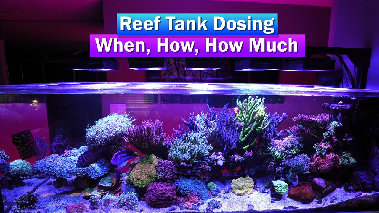Reef Tank Dosing - Methods, how much and when to dose