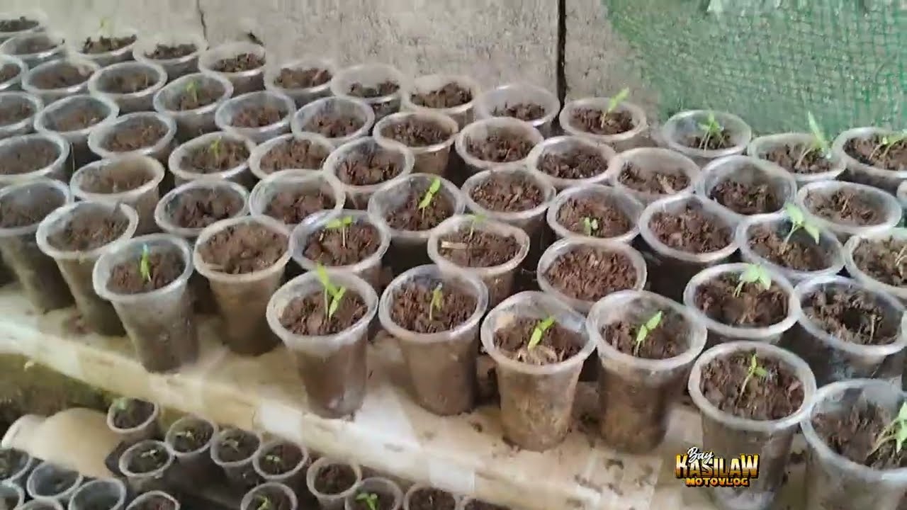 Farm life basta buhay probensya kailangan masipag ka talaga #talong