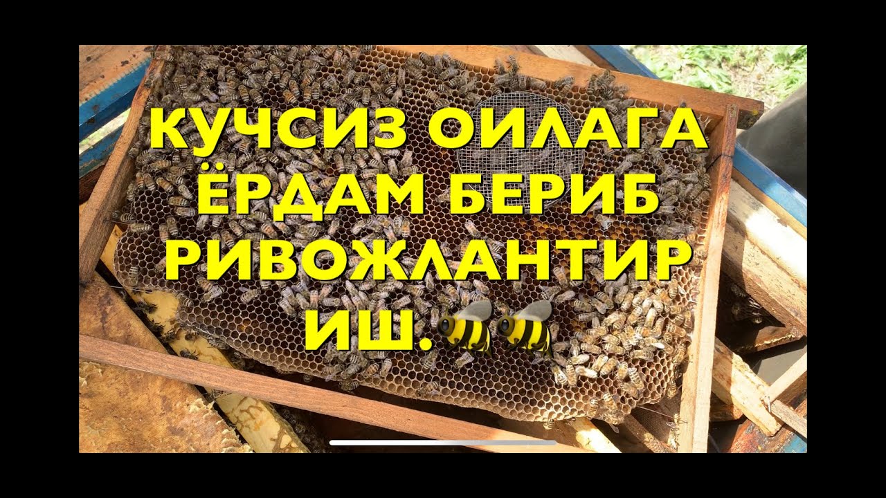 КУЧСИЗ АСАЛАРИ ОИЛАСИНИ ТЕЗ РИВОЖЛАНТИРИШ.🐝🐝🐝