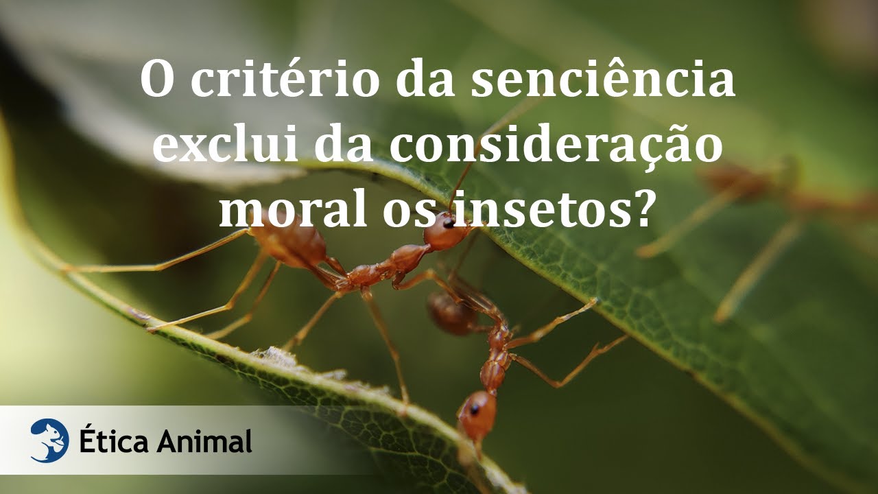28 -  O critério da senciência exclui da consideração moral os insetos?