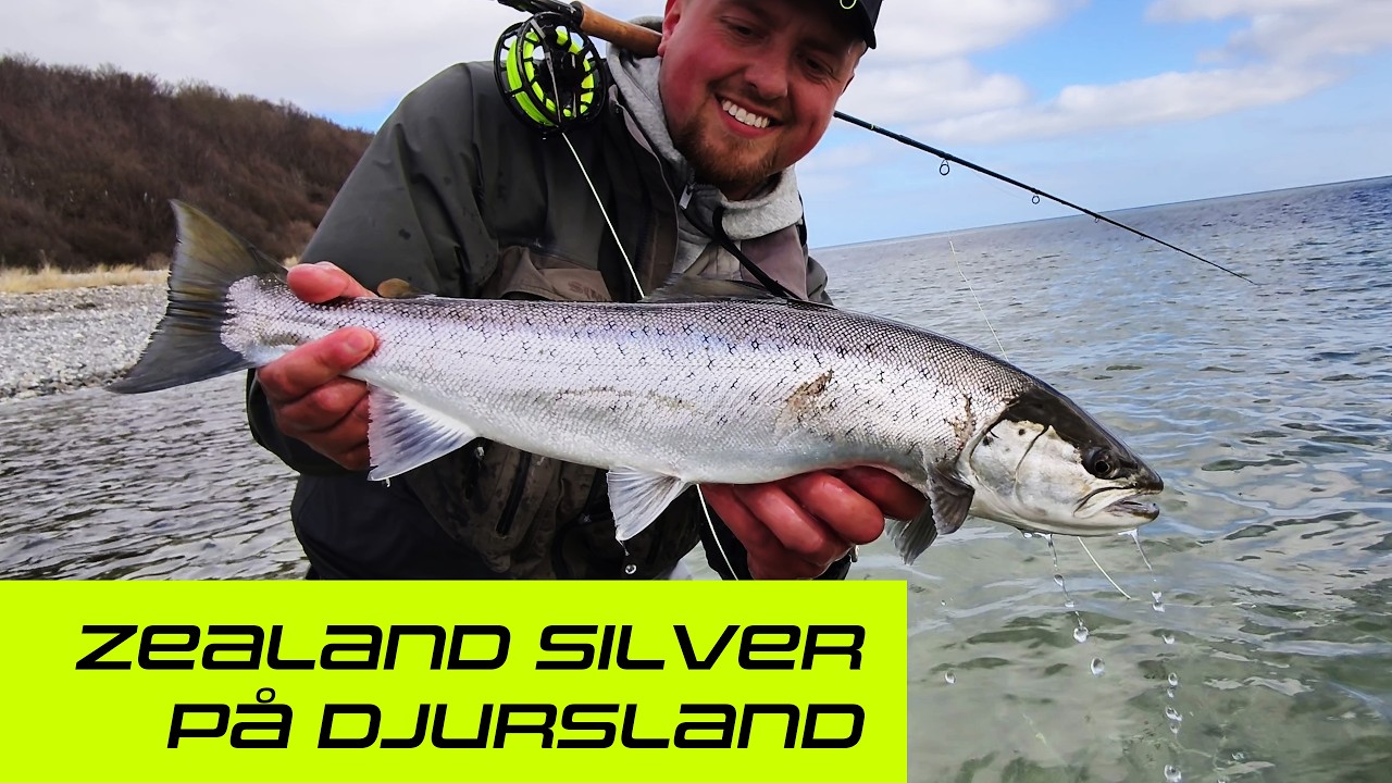 Zealand Silver p&aring; Djursland 🐟 Vi finder fisk