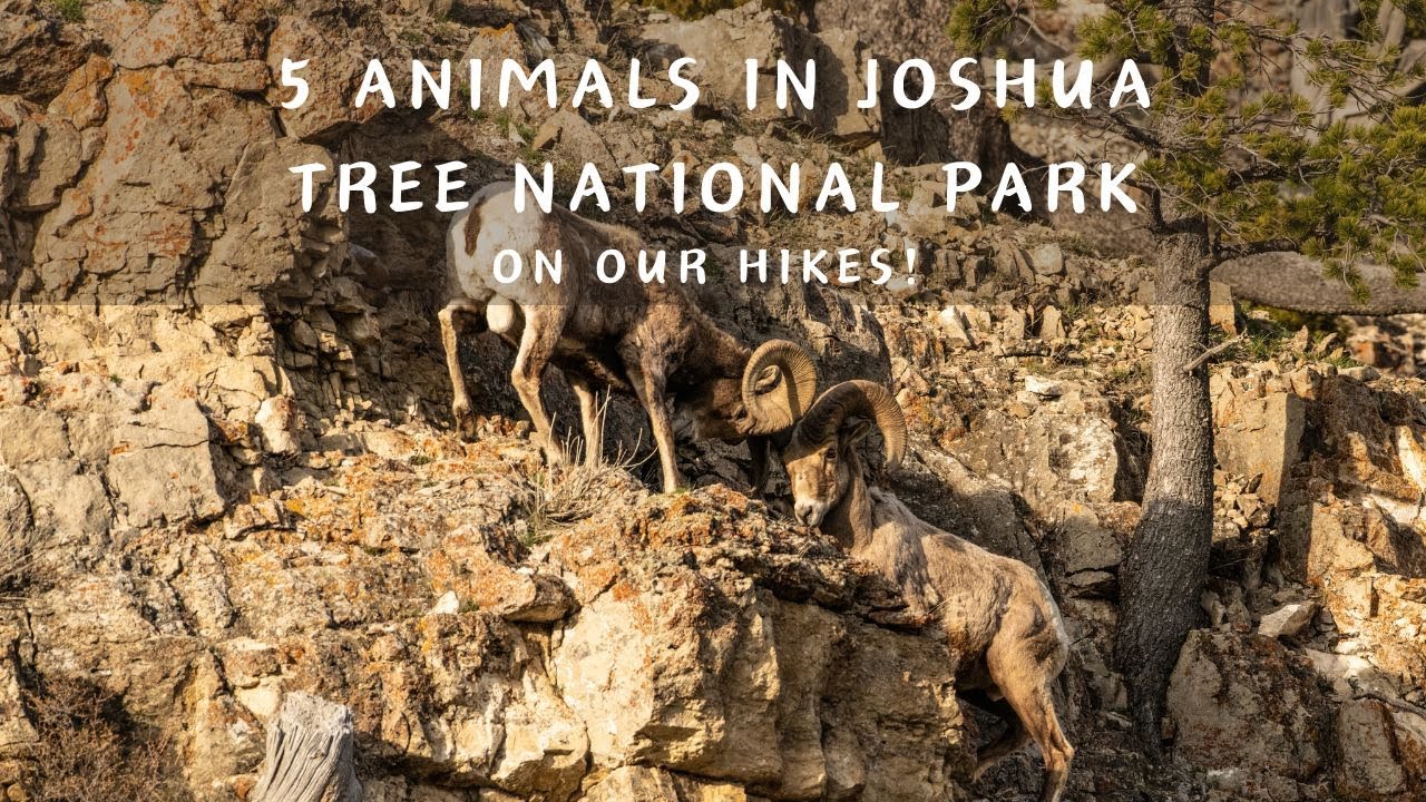 5 Animals in Joshua Tree National Park on our Hikes! #joshuatreenationalpark